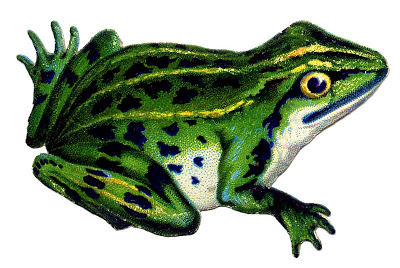 Vintage-Frog-Image-GraphicsFairy