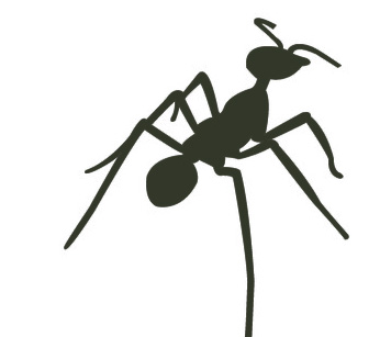ant 5