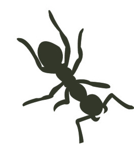 ant 6