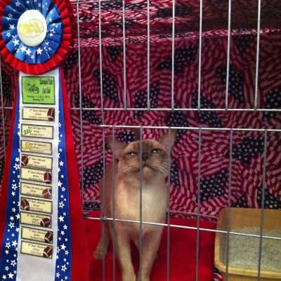 DISPATCH FROM THE CAT SHOW by Jamie-Lee Josselyn
