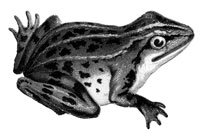 the-frog