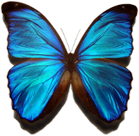 Blue Morpho butterfly by Gregory Phillips, Creative Commons, http://commons.wikimedia.org/wiki/File:Morpho_menelaus.png