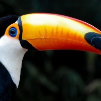 toucan