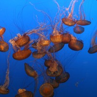 http://upload.wikimedia.org/wikipedia/commons/0/0d/Jellyfish_aqurium.jpg