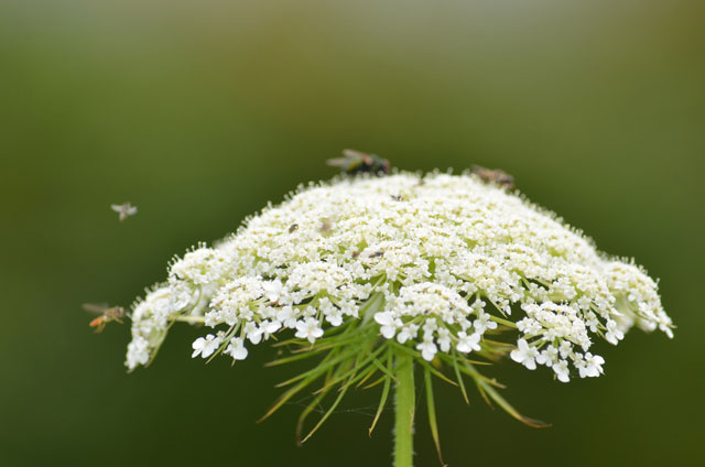 Queen-Anne's-Lace