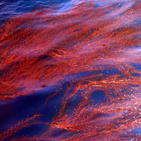 Red Kelp, Big Sur