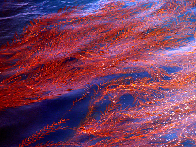 Red Kelp, Big Sur