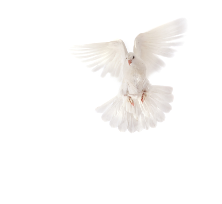 White Pigeon Flying