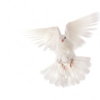 White-Pigeon-Flying