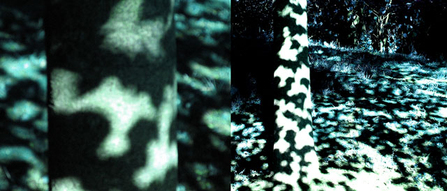 "Trees are Like Water", 2007