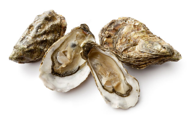 oyster-group