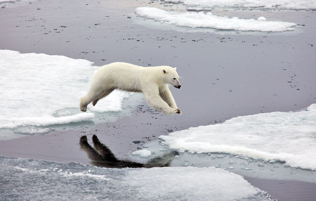 Polar-Bears