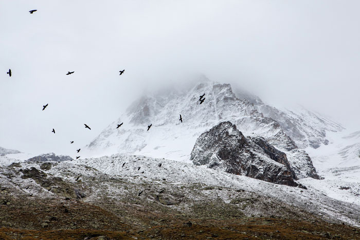 despair, birds flying across mountain covered in snow