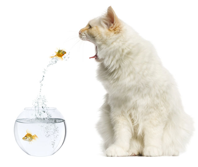 Cat-Eats-Goldfish-cropped