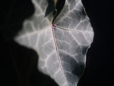 HEDERA HELIX by Claire Rudy Foster