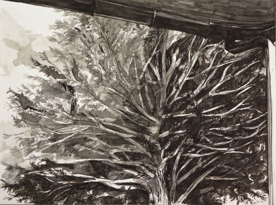  “White Pine,” pen and ink, 6”x9”, 2015