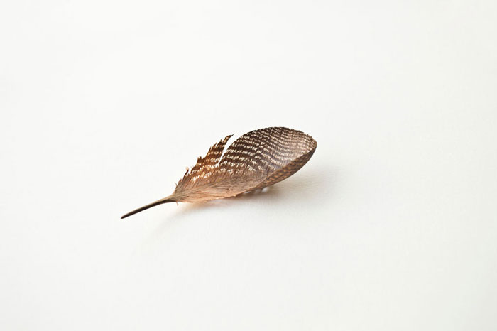 https://www.cleavermagazine.com/wp-content/uploads/2016/02/Feather-11888.jpg