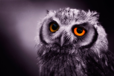 NIGHT OWL by Carmella de los Angeles Guiol