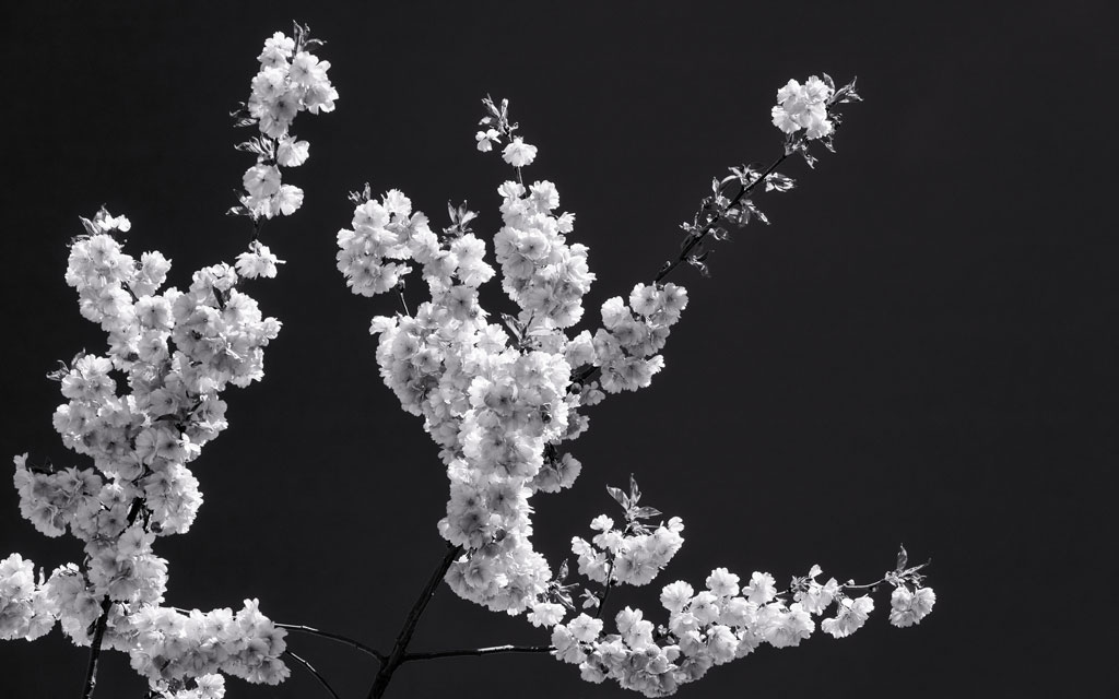 Black and white cherry blossoms