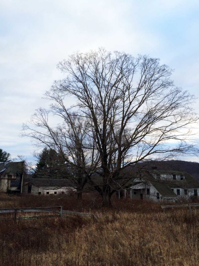 Shoemaker Farm, Delaware Water Gap, New Jersey. A leafless tree in front of low houses