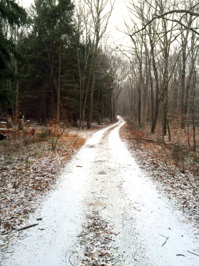 Stokes State Forest, Sussex County, NJ. A dirt trail leads through thin trees.