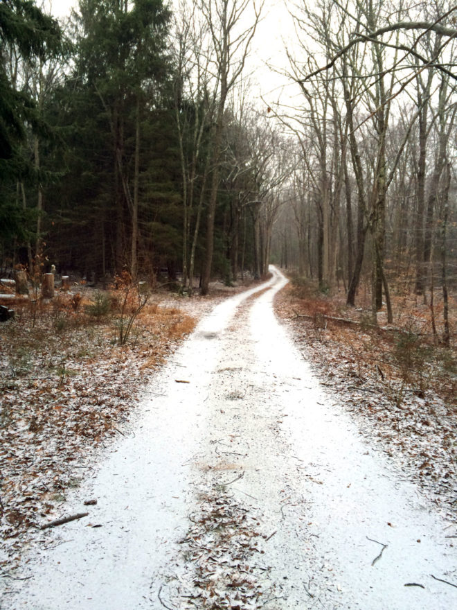 Stokes State Forest, Sussex County, NJ. A dirt trail leads through thin trees.