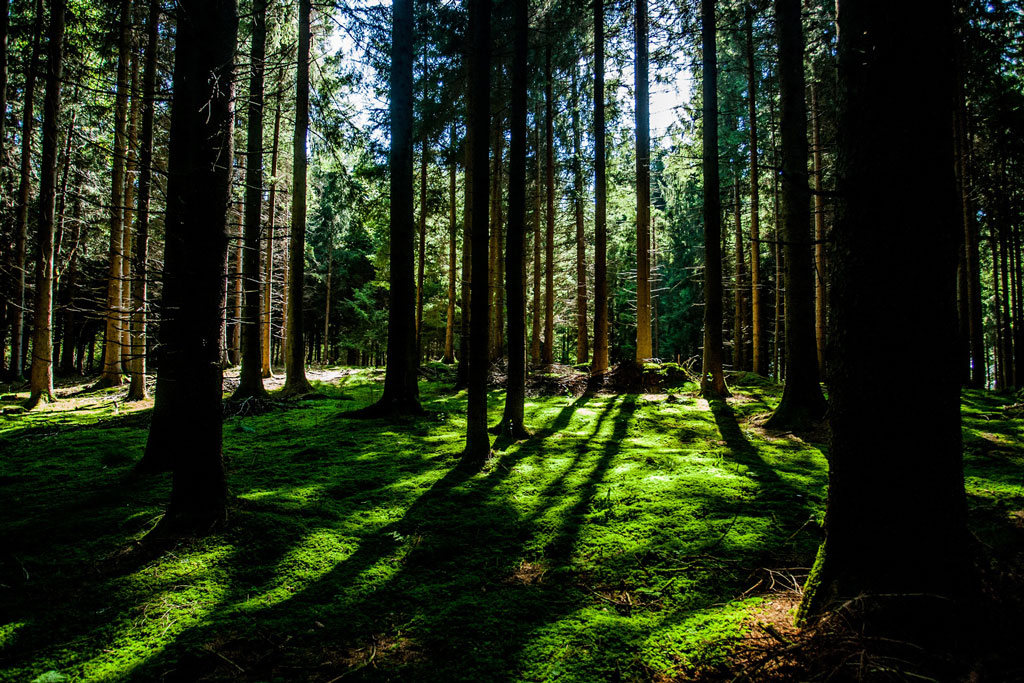 Green forest with sunlight