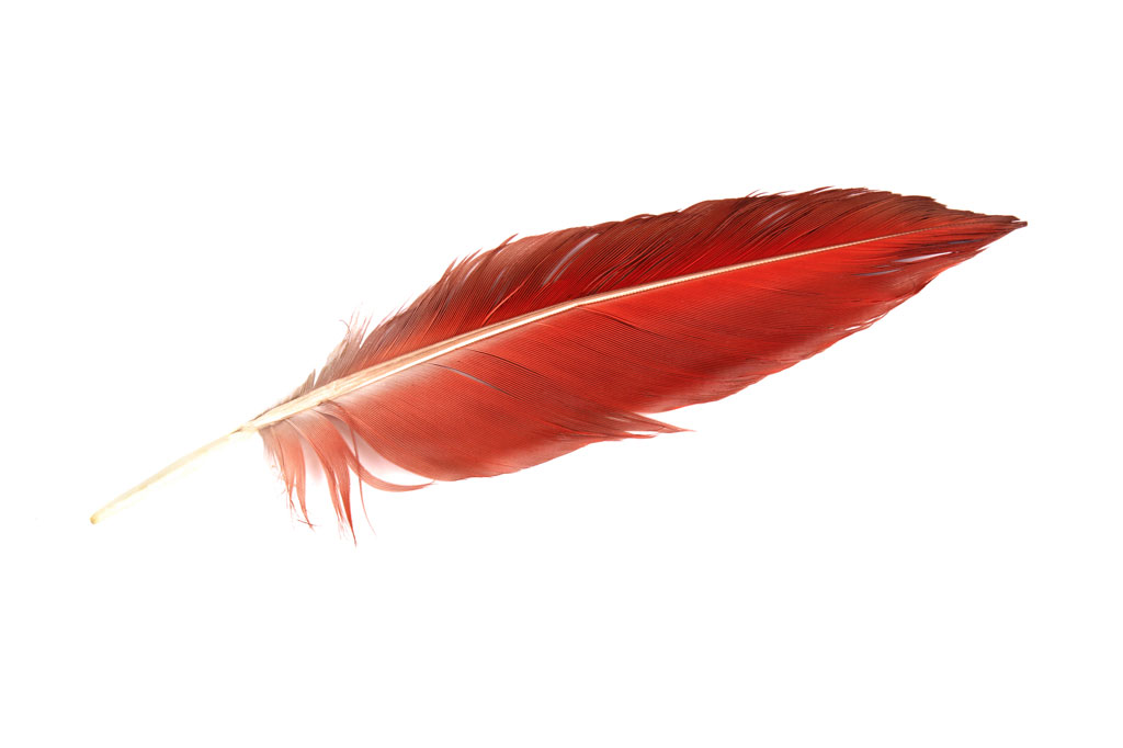 Red bird feather