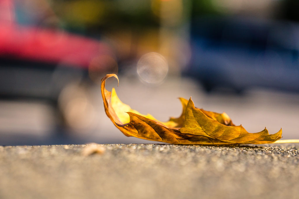 Curling yellow leaf on pavement