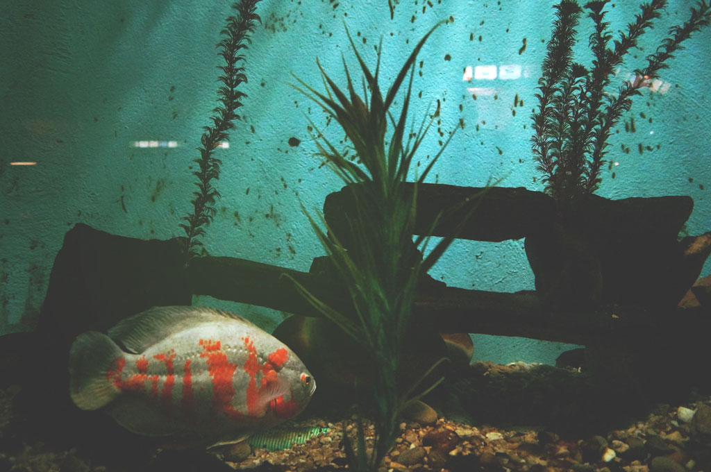 Large white and orange goldfish in a fish tank