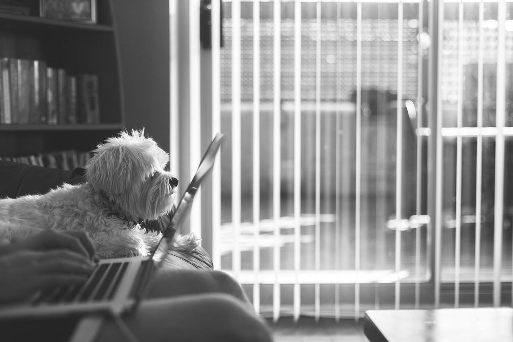stop-breathing-and-just-write, black and white photo of dog and laptop on person's lap 