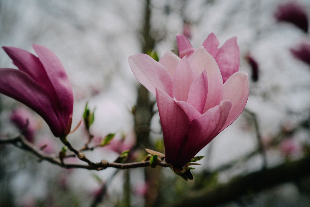 Pink flowers budding on a tree branch