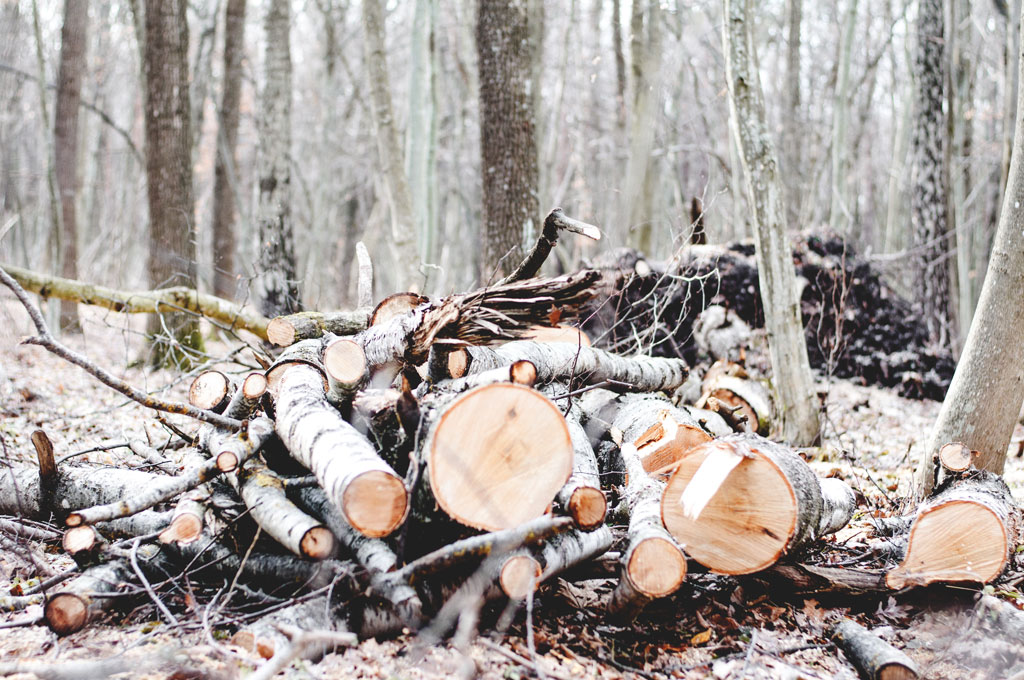 Pile of logs in a forest
