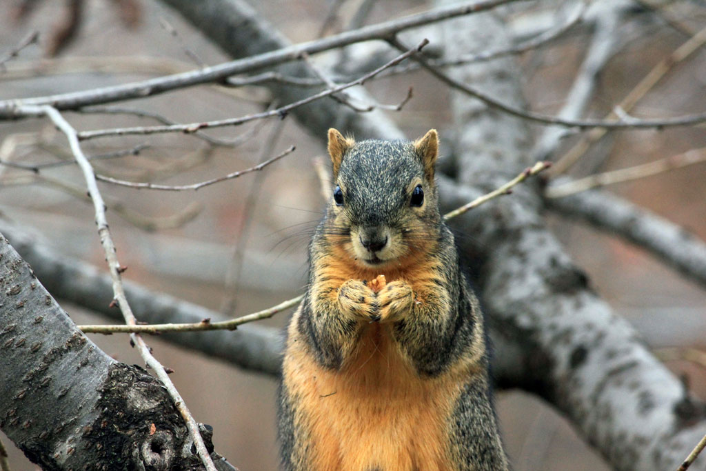 Hilarious photos show squirrels lifting nutty 'barbells