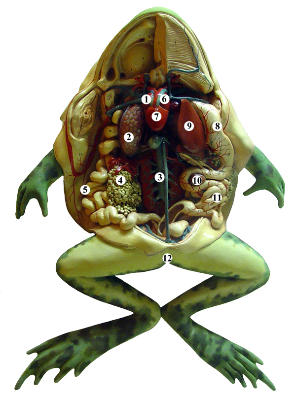 Frog anatomy