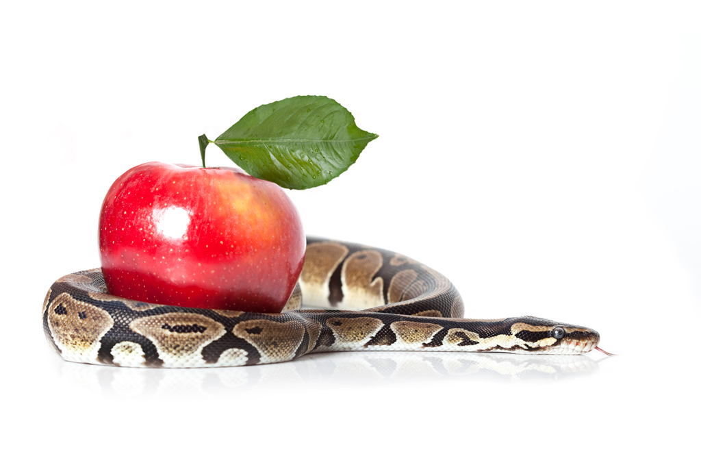 apple encircled by snake