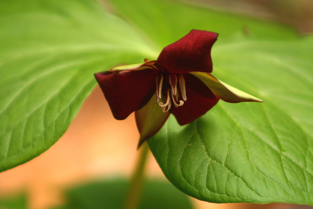 Red trillium flower (also known as a wake-robin)