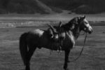 YOUNG WARRIOR ON HORSEBACK, a poem by Kaitlin LaMoine Martin, featured on Life As Activism