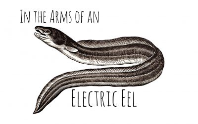 IN THE ARMS OF AN ELECTRIC EEL by Anna Keeler