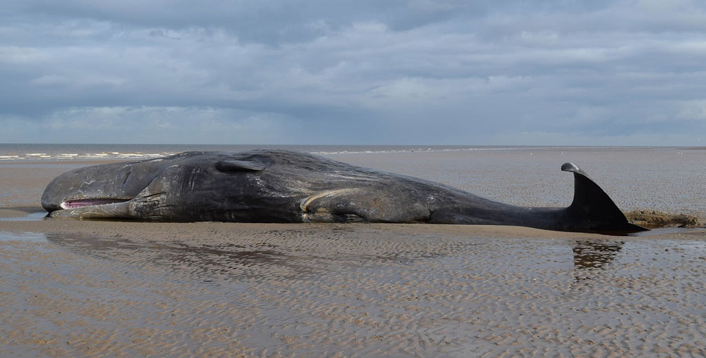 Beached whale