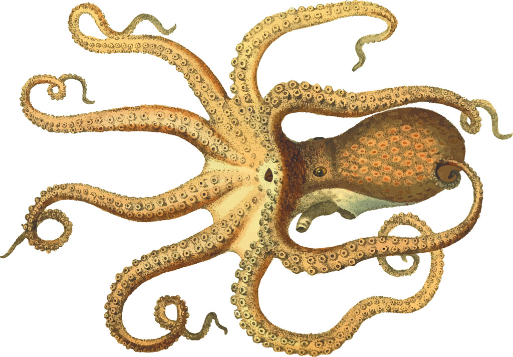 Life-like sketch of an orange octopus