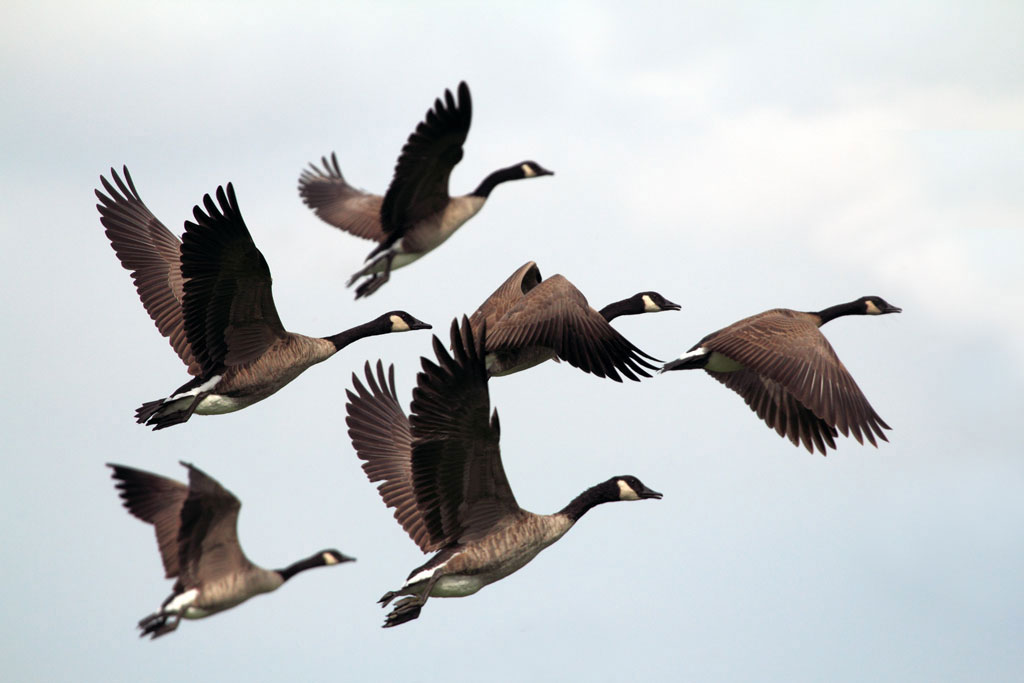 Seven Canada Geese flying together 