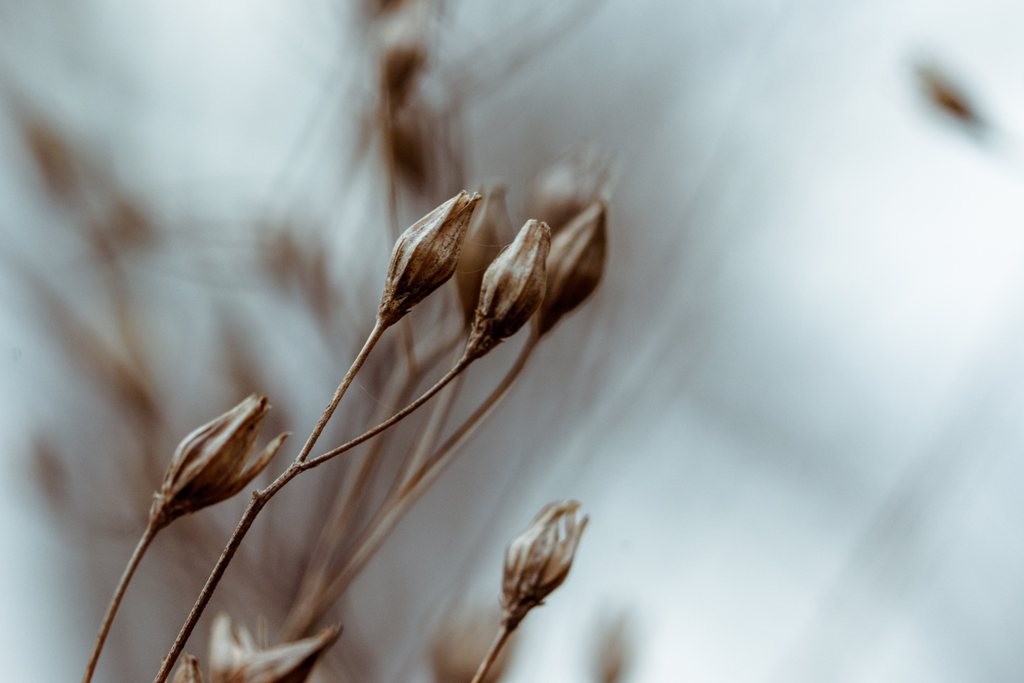 Grain seed pods against blurry blue sky
