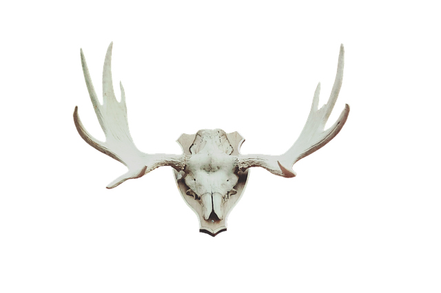 White antlers mounted on a white wall