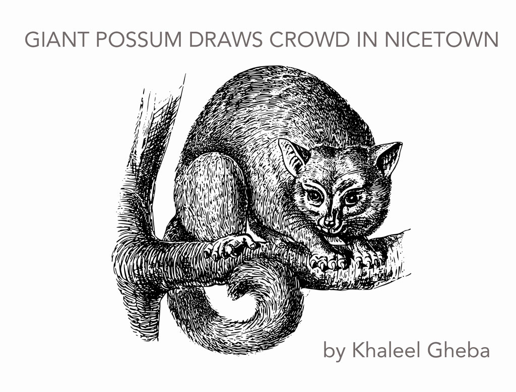 Black and white engraving of possum with title and author