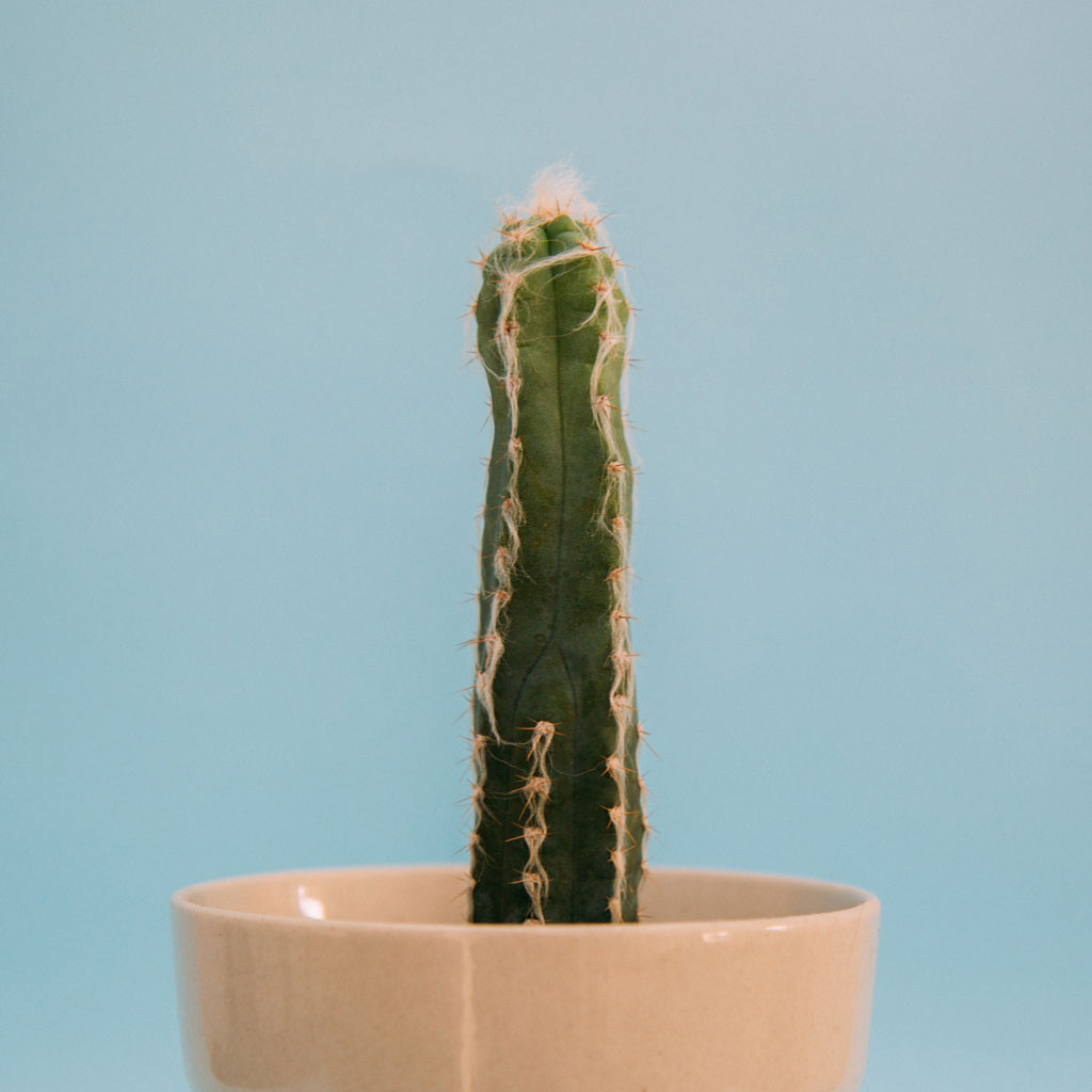 Potted cactus against blue background