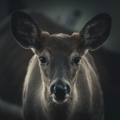 Portrait of a deer