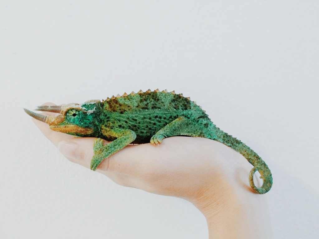 A female human hand holding a chameleon lizard