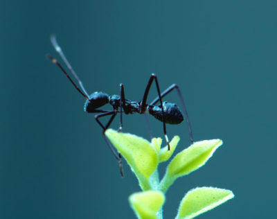 Close-up of a black ant on a leaf before a blue background