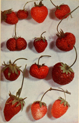 Image of strawberries from Luther Burbank